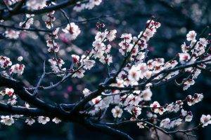 flowers, Cherry Blossom, Trees, Branch, Bokeh, Depth Of Field
