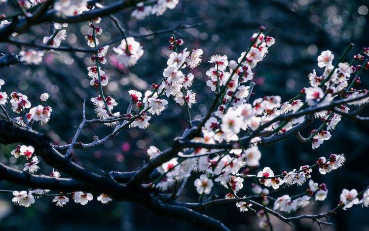 flowers, Cherry Blossom, Trees, Branch, Bokeh, Depth Of Field HD Wallpaper Desktop Background