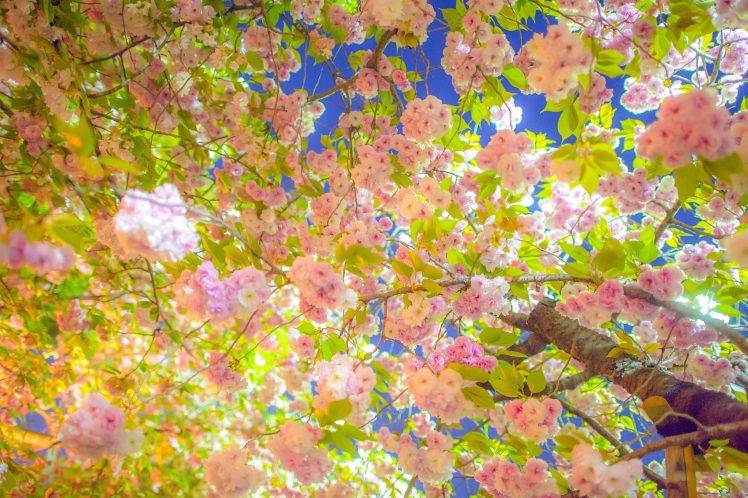 photography, Flowers, Cherry Blossom HD Wallpaper Desktop Background