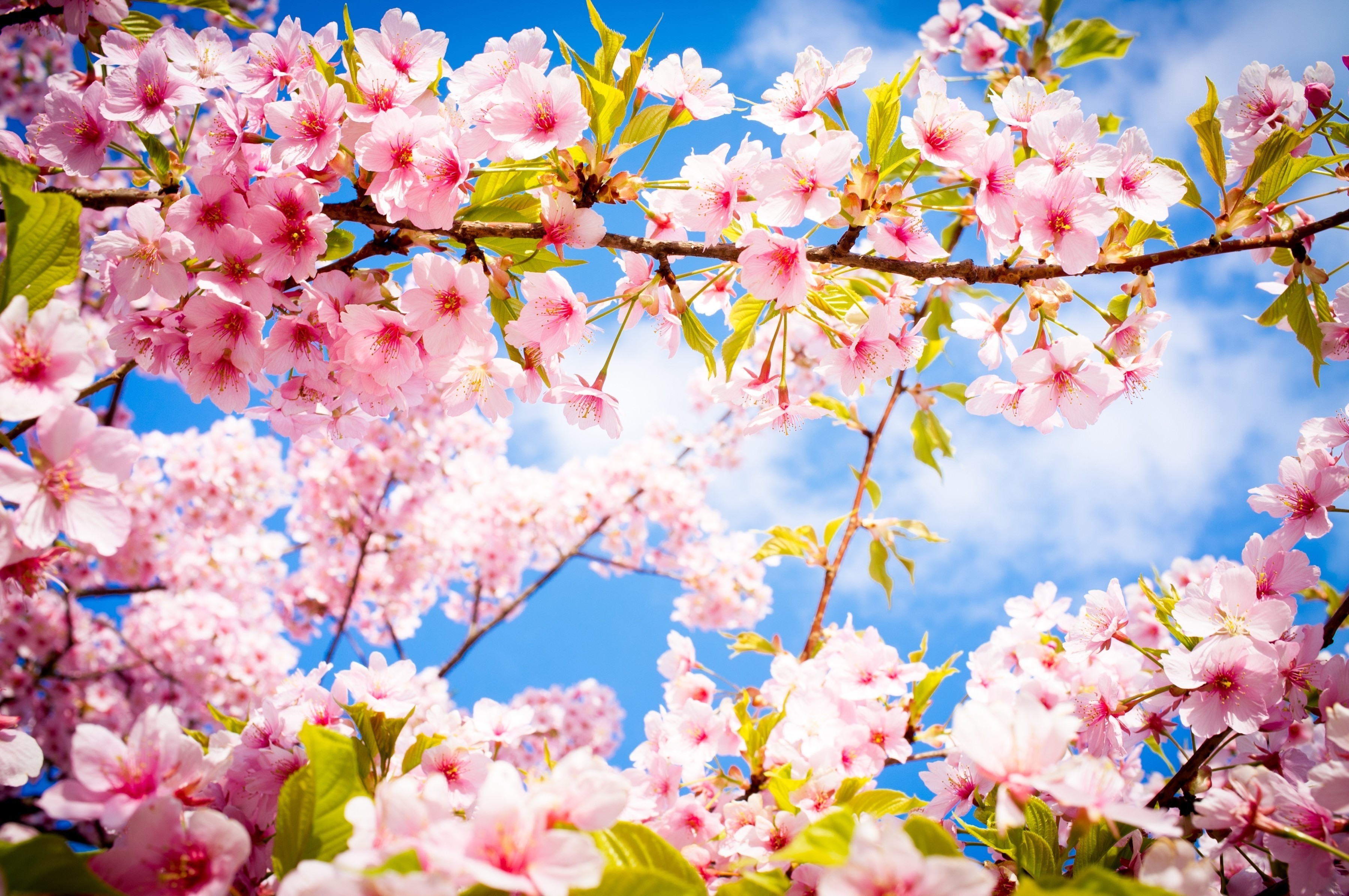 photography, Flowers, Cherry Blossom Wallpaper