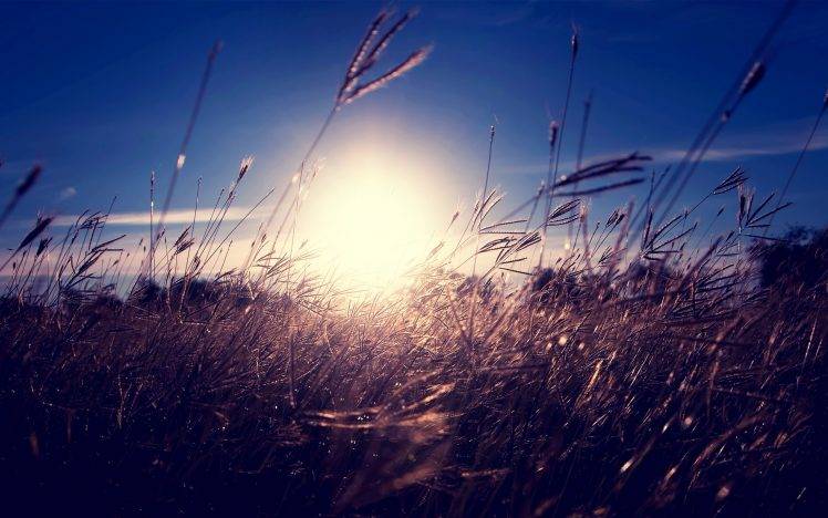nature, Sunlight, Grass, Spikelets, Depth Of Field HD Wallpaper Desktop Background