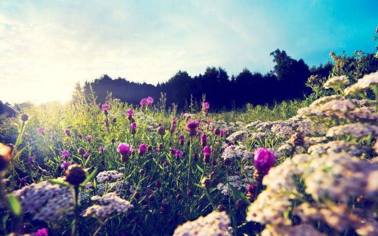 nature, Flowers, Plants, Macro, Sunlight, Thistles HD Wallpaper Desktop Background
