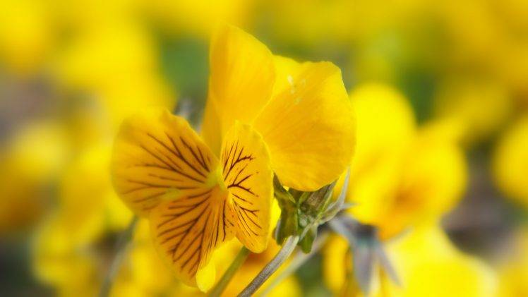 flowers, Nature, Yellow Flowers, Pansies HD Wallpaper Desktop Background