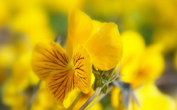 flowers, Nature, Pansies, Yellow Flowers HD Wallpaper Desktop Background