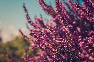 flowers, Nature, Pink Flowers