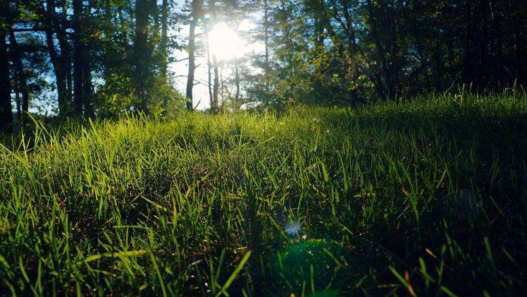 nature, Sunlight, Grass, Macro, Trees, Shadow, Lens Flare HD Wallpaper Desktop Background