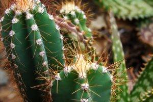nature, Cactus, Macro, Plants, Depth Of Field