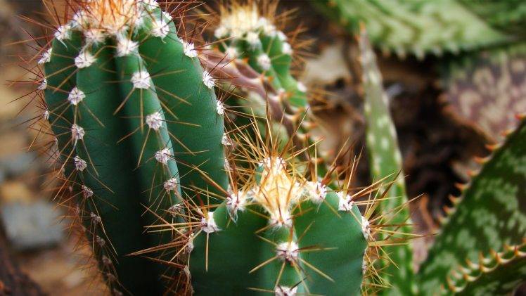 nature, Cactus, Macro, Plants, Depth Of Field HD Wallpaper Desktop Background