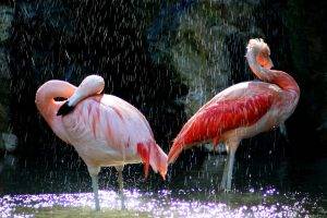 birds, Animals, Flamingos