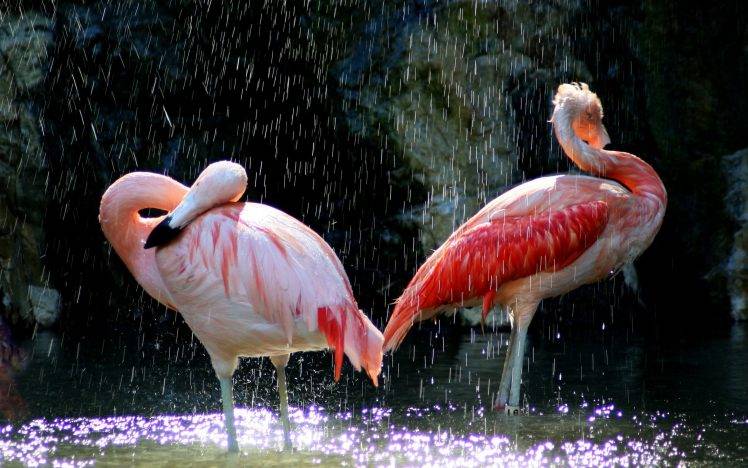 birds, Animals, Flamingos HD Wallpaper Desktop Background