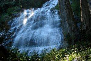 waterfall, Nature, Landscape, Trees, Forest, Sunlight, Plants