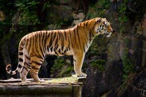 tiger, Animals, Nature