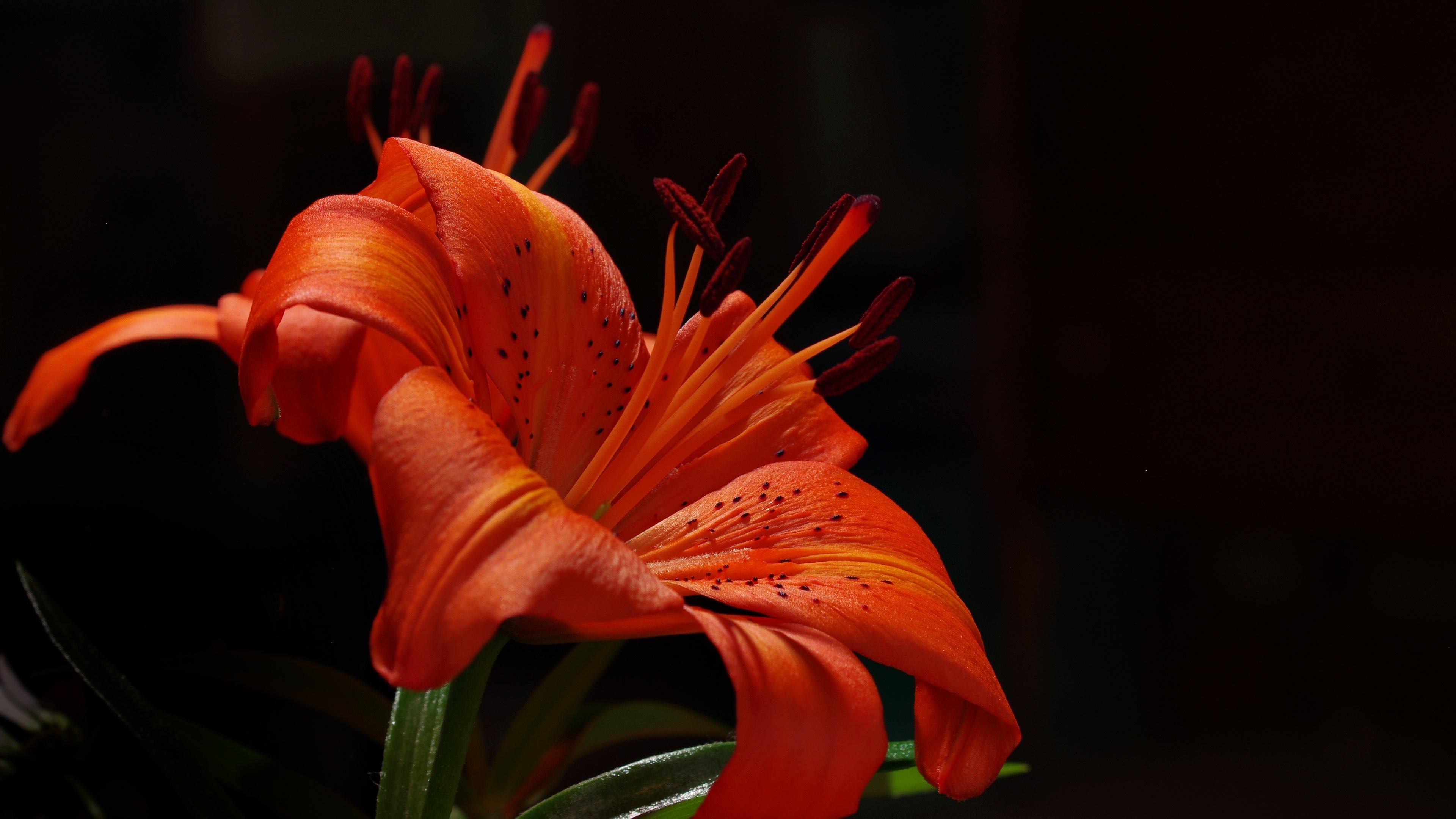 photography, Flowers, Lilies Wallpaper