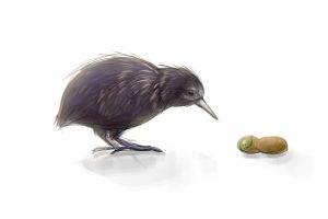 kiwi (animal), Birds, Kiwi (fruit)