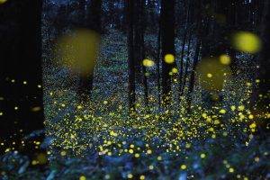 fireflies, Bokeh, Night, Trees, Glowing, Nature, Lights