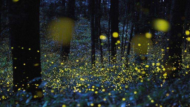 fireflies, Bokeh, Night, Trees, Glowing, Nature, Lights HD Wallpaper Desktop Background
