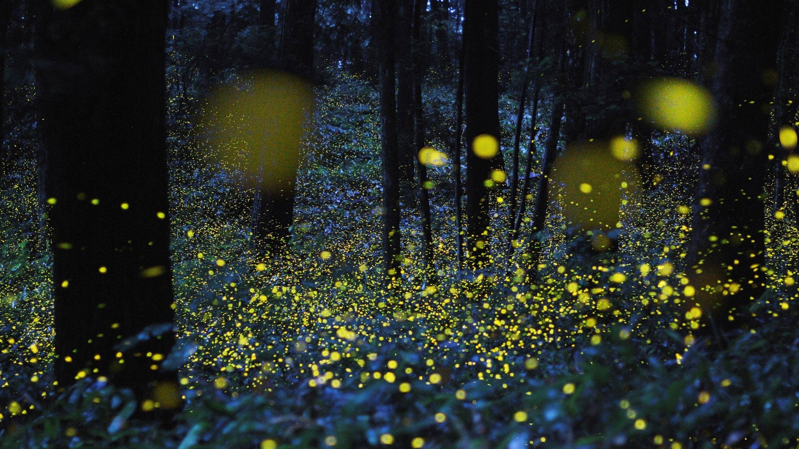 fireflies, Bokeh, Night, Trees, Glowing, Nature, Lights Wallpapers HD ...