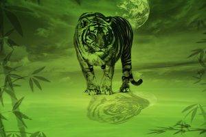 big Cats, Tiger, Nature, Bamboo, Reflection, Green