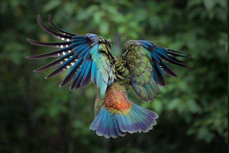 birds, Animals, Colorful, New Zealand, Parrot, Kea, Feathers HD Wallpaper Desktop Background