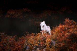 nature, Animals, Wildlife, Wolf, Trees, Forest, Leaves, Fall, Rock