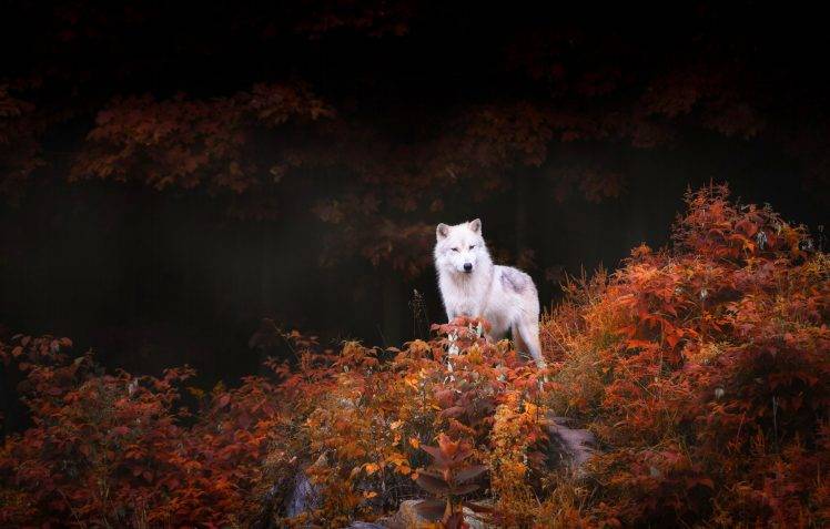 nature, Animals, Wildlife, Wolf, Trees, Forest, Leaves, Fall, Rock HD Wallpaper Desktop Background