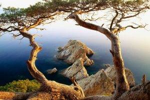 nature, Trees, Sea