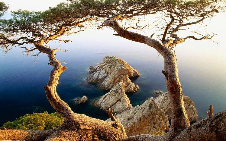 nature, Trees, Sea HD Wallpaper Desktop Background