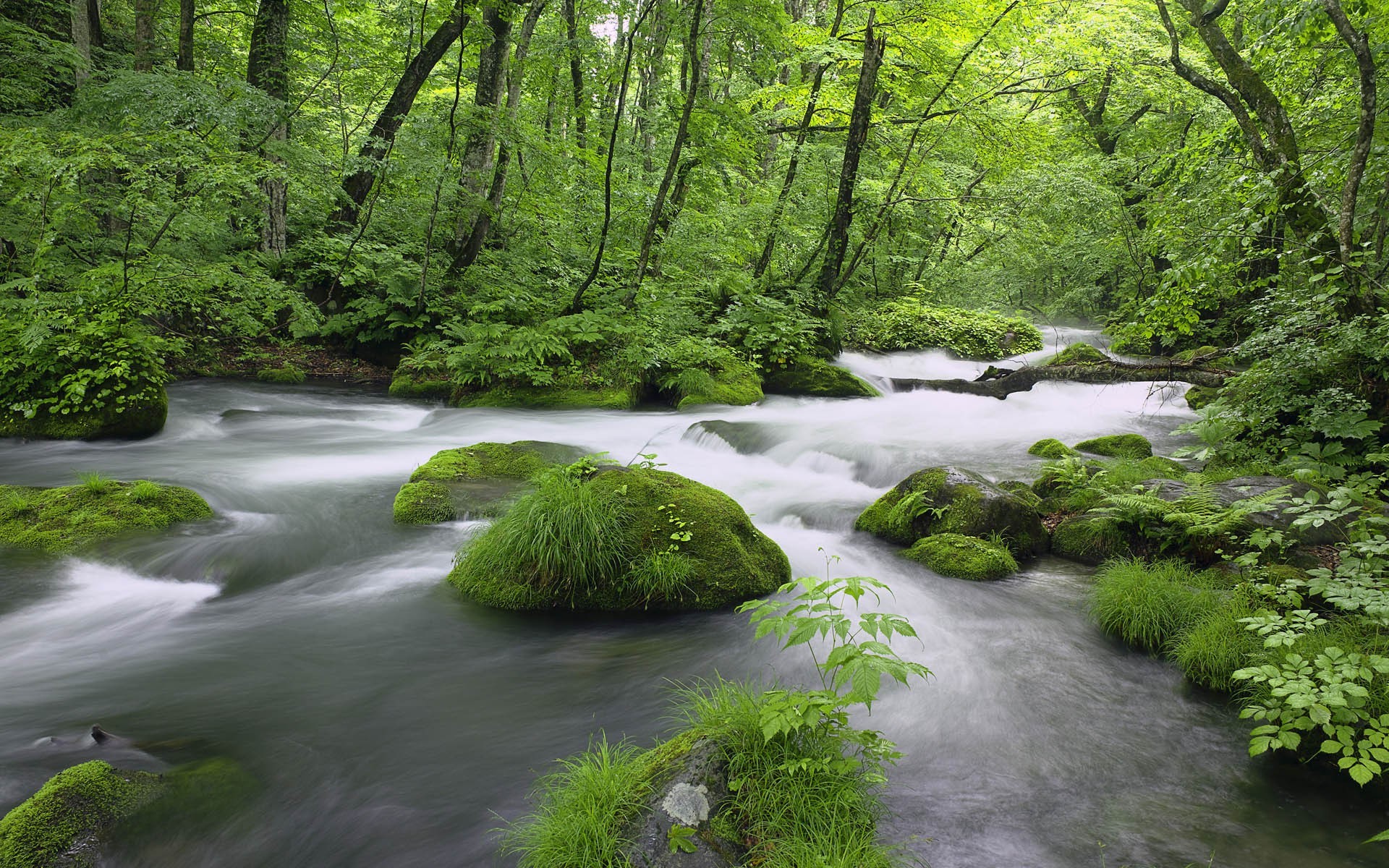 nature, Trees, River, Plants Wallpapers HD / Desktop and ...