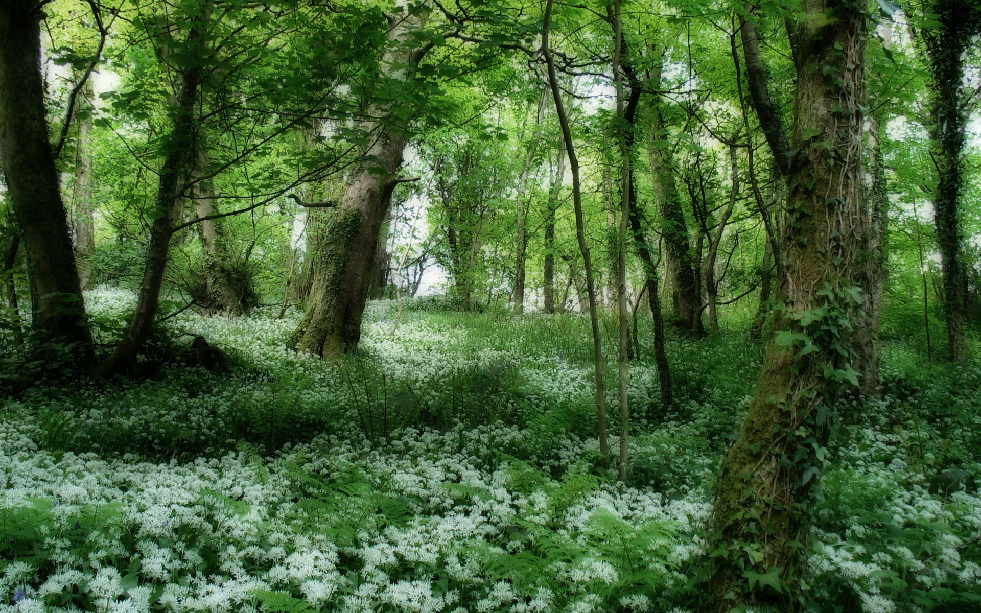 forest, Spring, Trees, Flowers Wallpaper