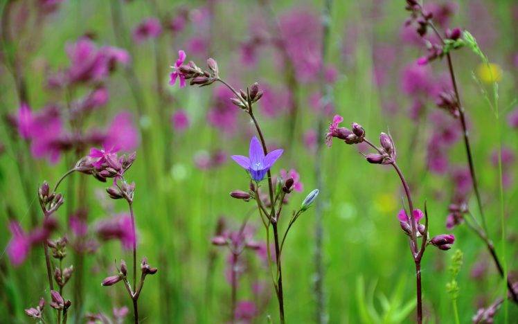 flowers, Plants, Spring, Nature, Purple Flowers, Wildflowers HD Wallpaper Desktop Background