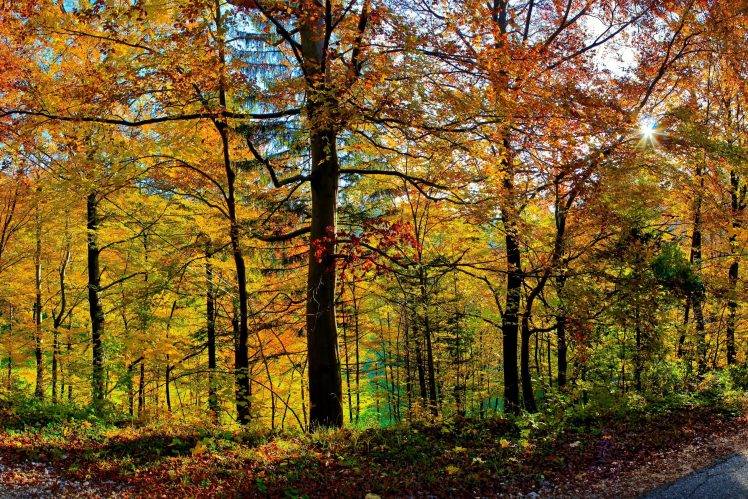 forest, Trees, Nature, Leaves, Sunlight, Fall HD Wallpaper Desktop Background