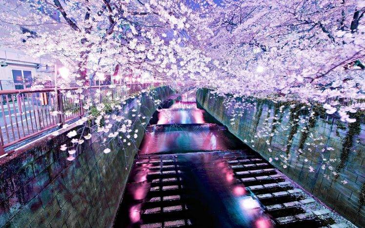 cherry Blossom, River, Nature HD Wallpaper Desktop Background