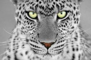 feline, Monochrome, Selective Coloring, Leopard, Animals