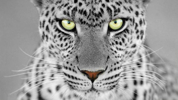 feline, Monochrome, Selective Coloring, Leopard, Animals HD Wallpaper Desktop Background