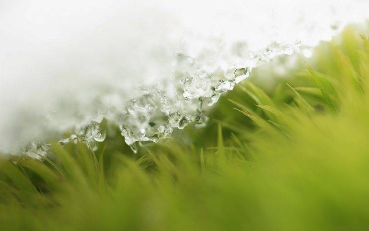 nature, Grass, Water, Green HD Wallpaper Desktop Background