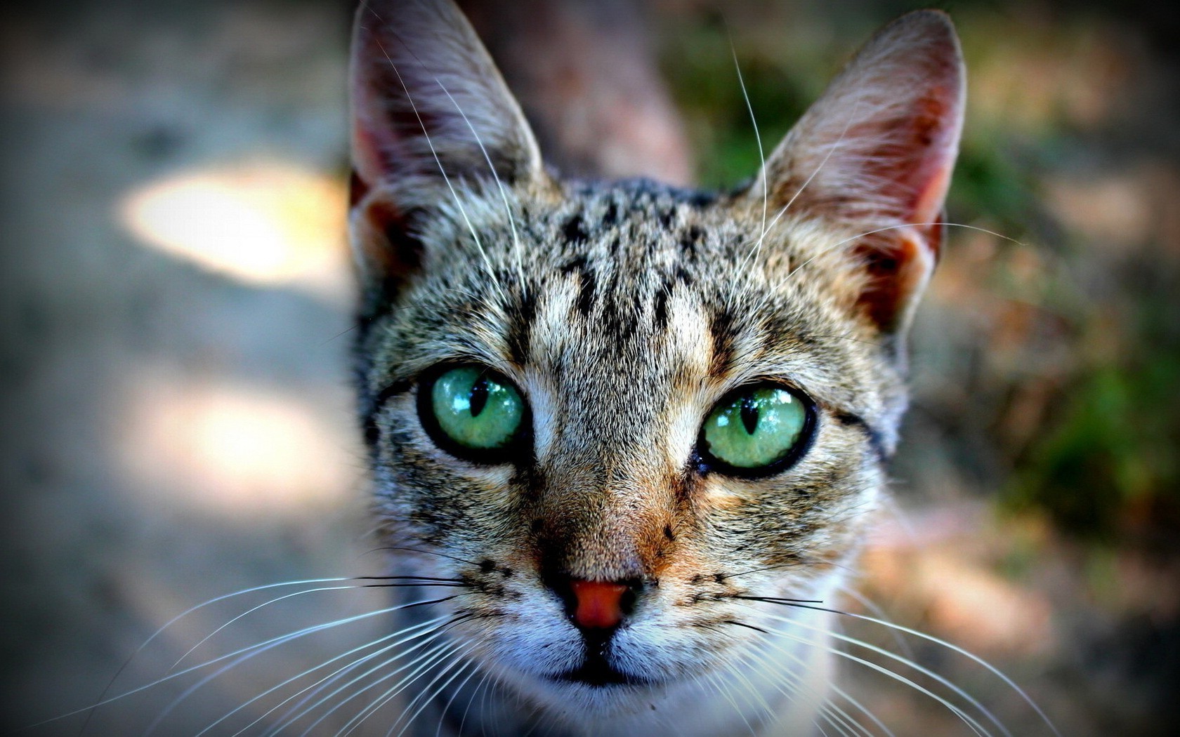 природа животные кот морда глаза загрузить