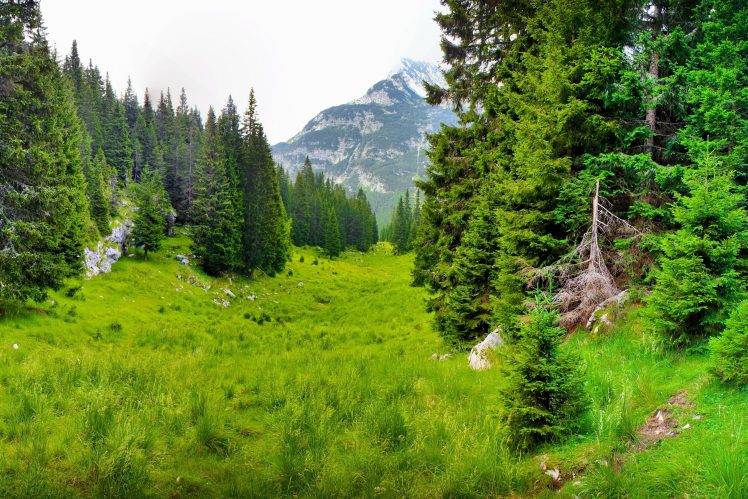 trees, Mountain, Grass, Nature HD Wallpaper Desktop Background