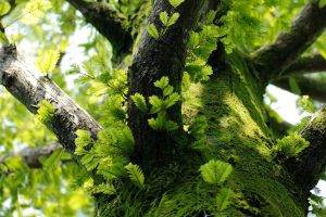 trees, Nature, Moss, Leaves, Macro, Branch
