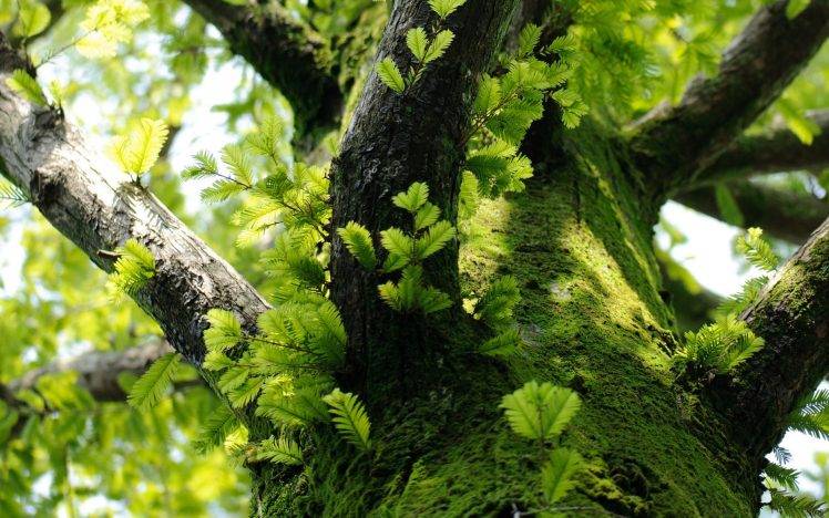 trees, Nature, Moss, Leaves, Macro, Branch HD Wallpaper Desktop Background