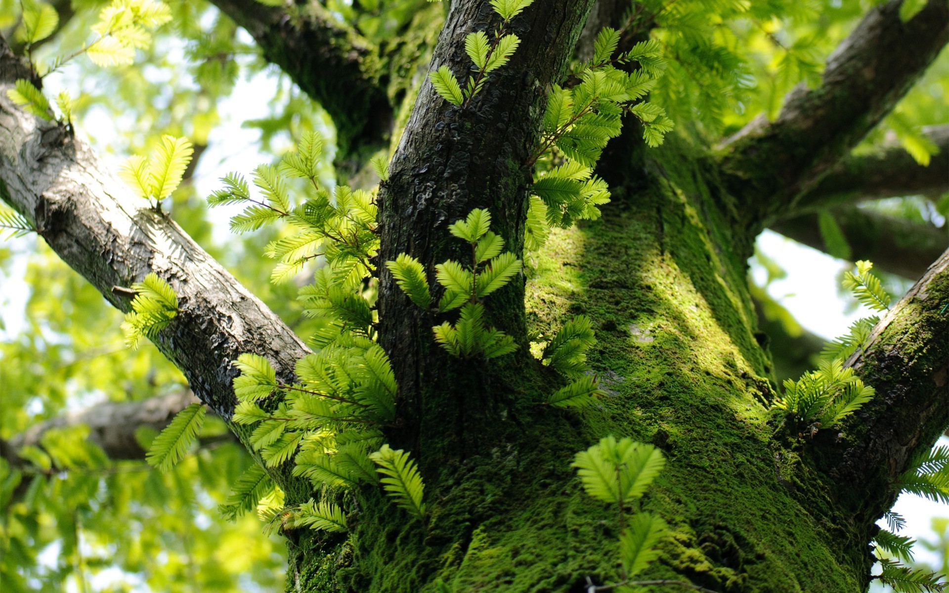 trees, Nature, Moss, Leaves, Macro, Branch Wallpaper