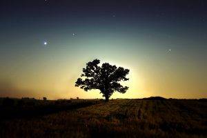 nature, Trees, Sky, Field, Night, Long Exposure, Stars, Silhouette, Grass