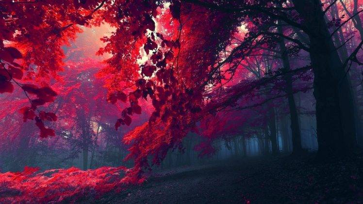 nature, Fall, Leaves, Forest HD Wallpaper Desktop Background