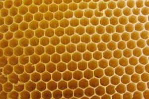 honey, Nature, Honeycombs