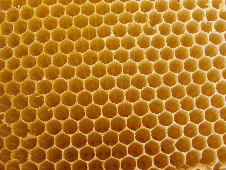 honey, Nature, Honeycombs HD Wallpaper Desktop Background