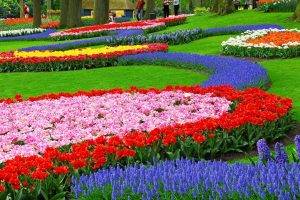 garden, Flowers, Nature, Landscape, Colorful, Muscari