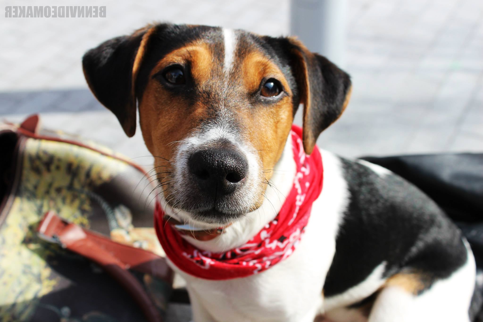 dog, Bandanas, Animals, Jack Russell Terrier Wallpaper
