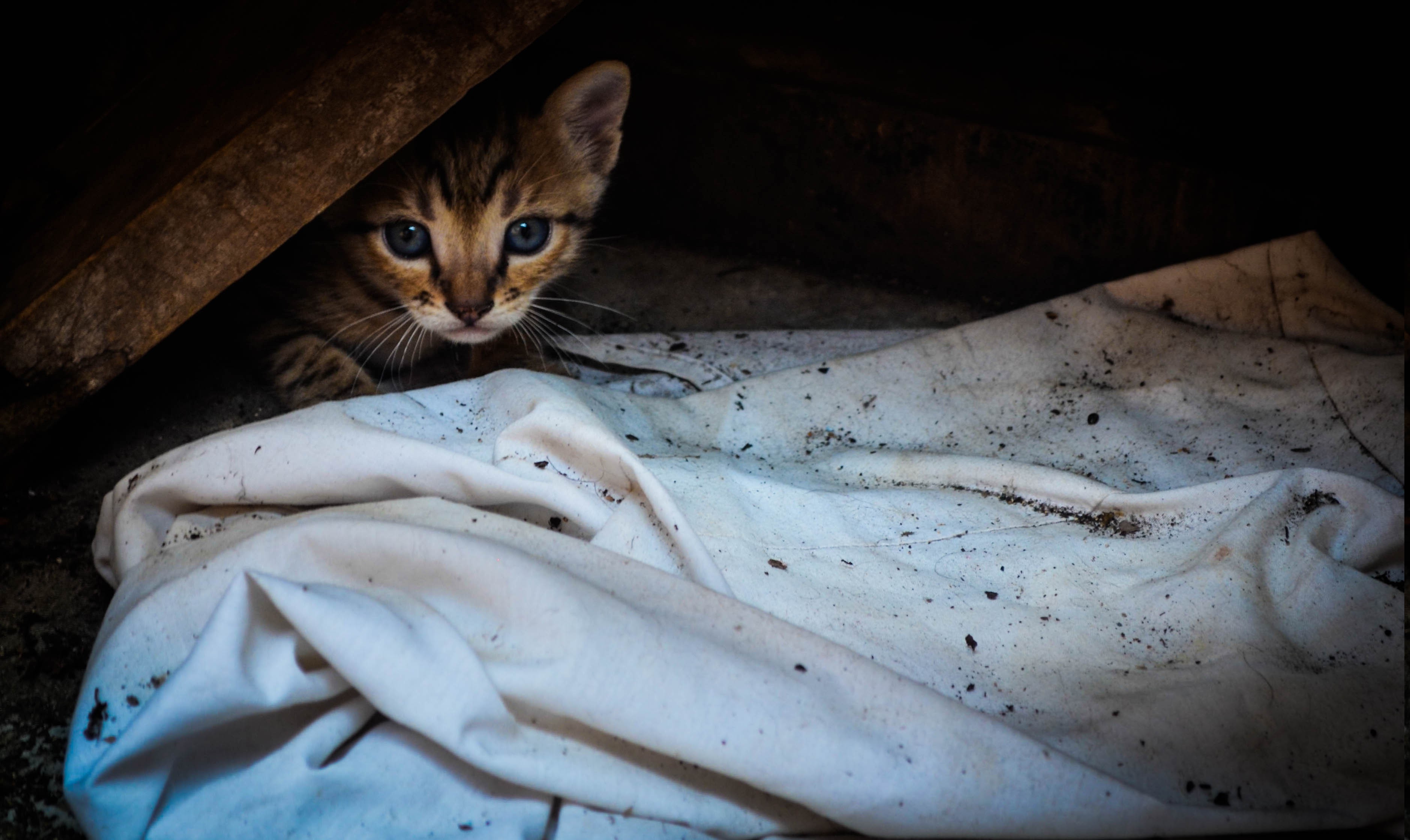 cat, Animals Wallpaper