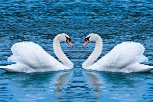swans, Animals, Birds, Water