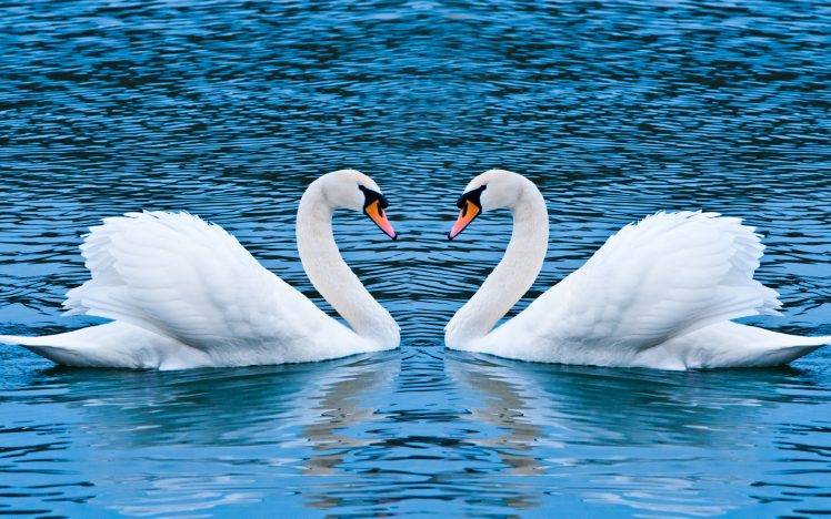 swans, Animals, Birds, Water HD Wallpaper Desktop Background