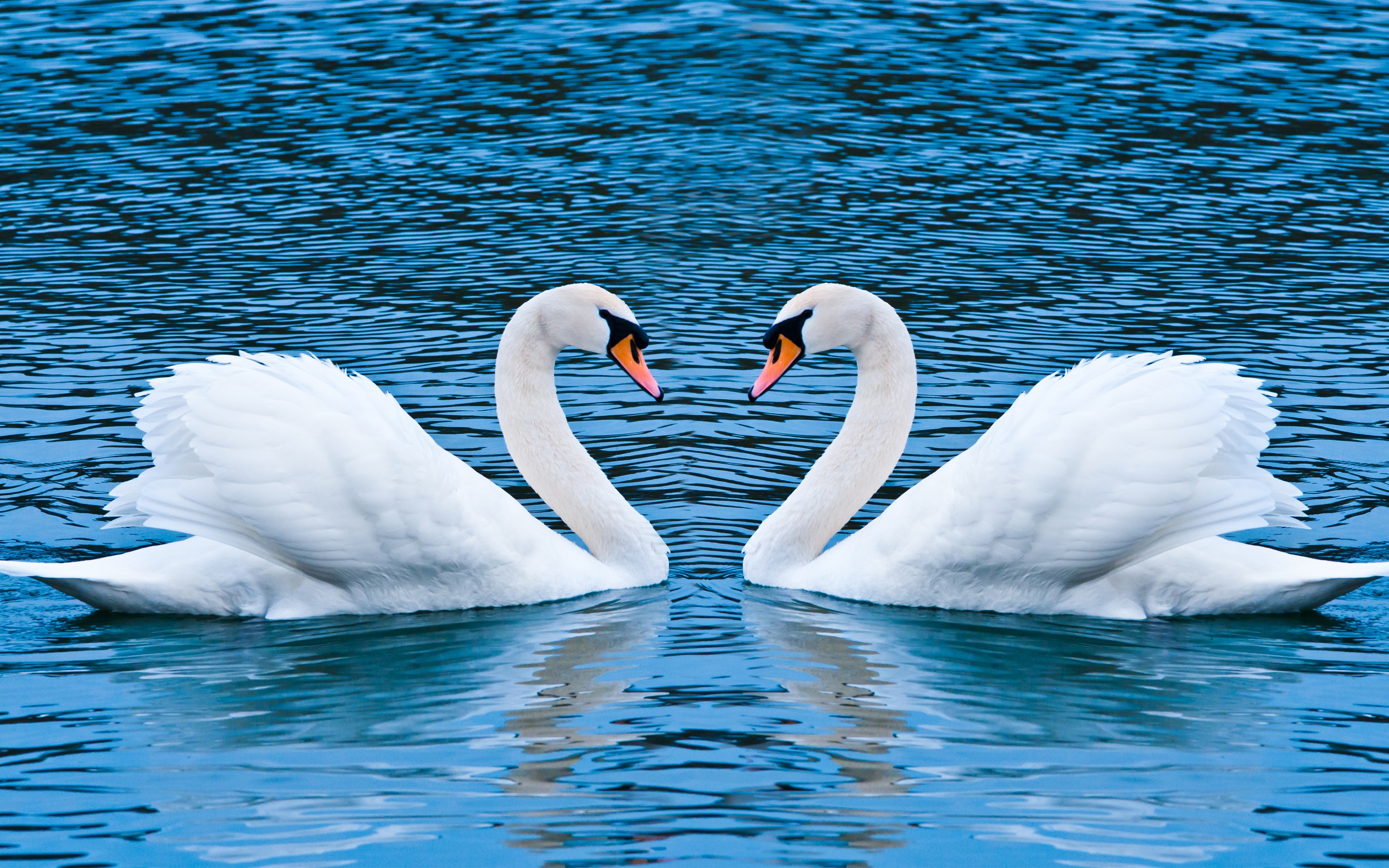 swans, Animals, Birds, Water Wallpaper